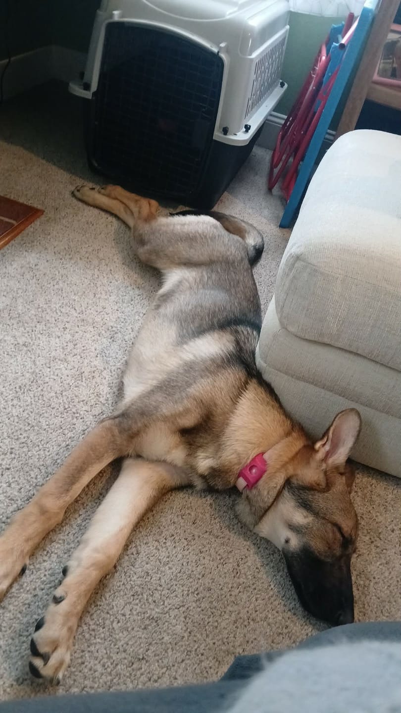 Customer photo review of FurLife™ 12 Months Flea and Tick Free