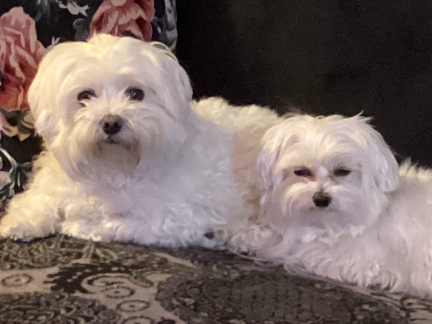 Customer photo review of Croquettes Saumon pour chien (petite) - 1. 84 Mig