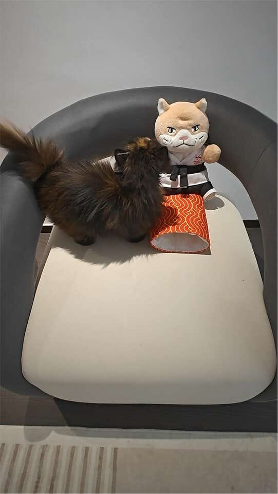 Customer photo review of Peluche Réconfortante pour Chat – Un compagnon doux au quotidien