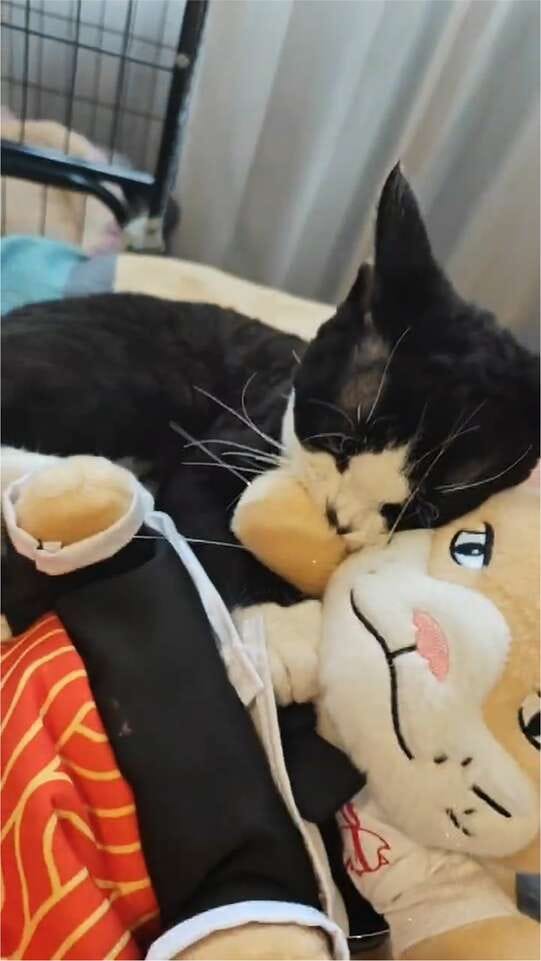 Customer photo review of Peluche Réconfortante pour Chat – Un compagnon doux au quotidien