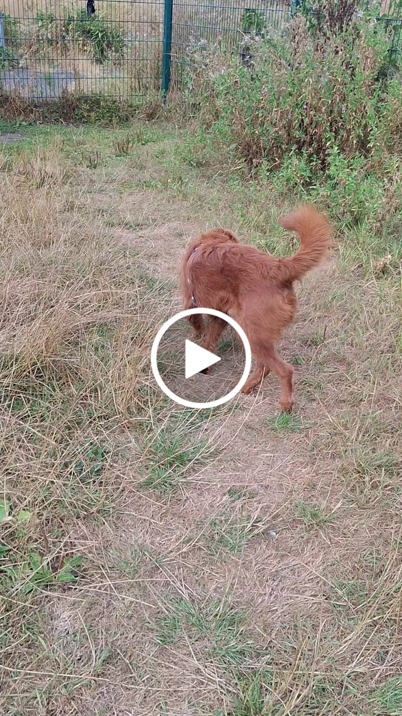 Customer video review of Lite Harness