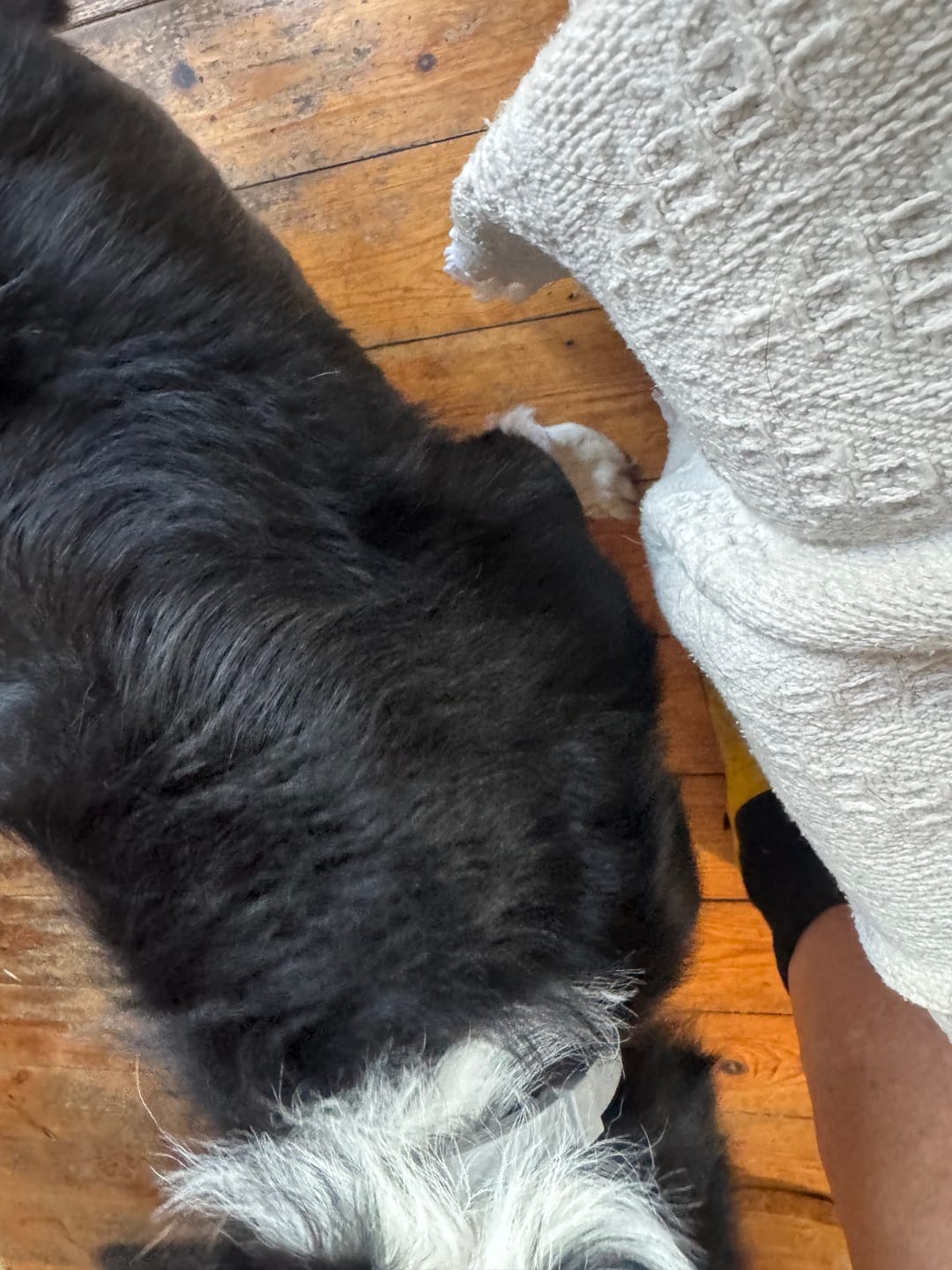 Customer photo review of BIO-COLLAR™ - 8 Months Natural Flea & Tick Protection