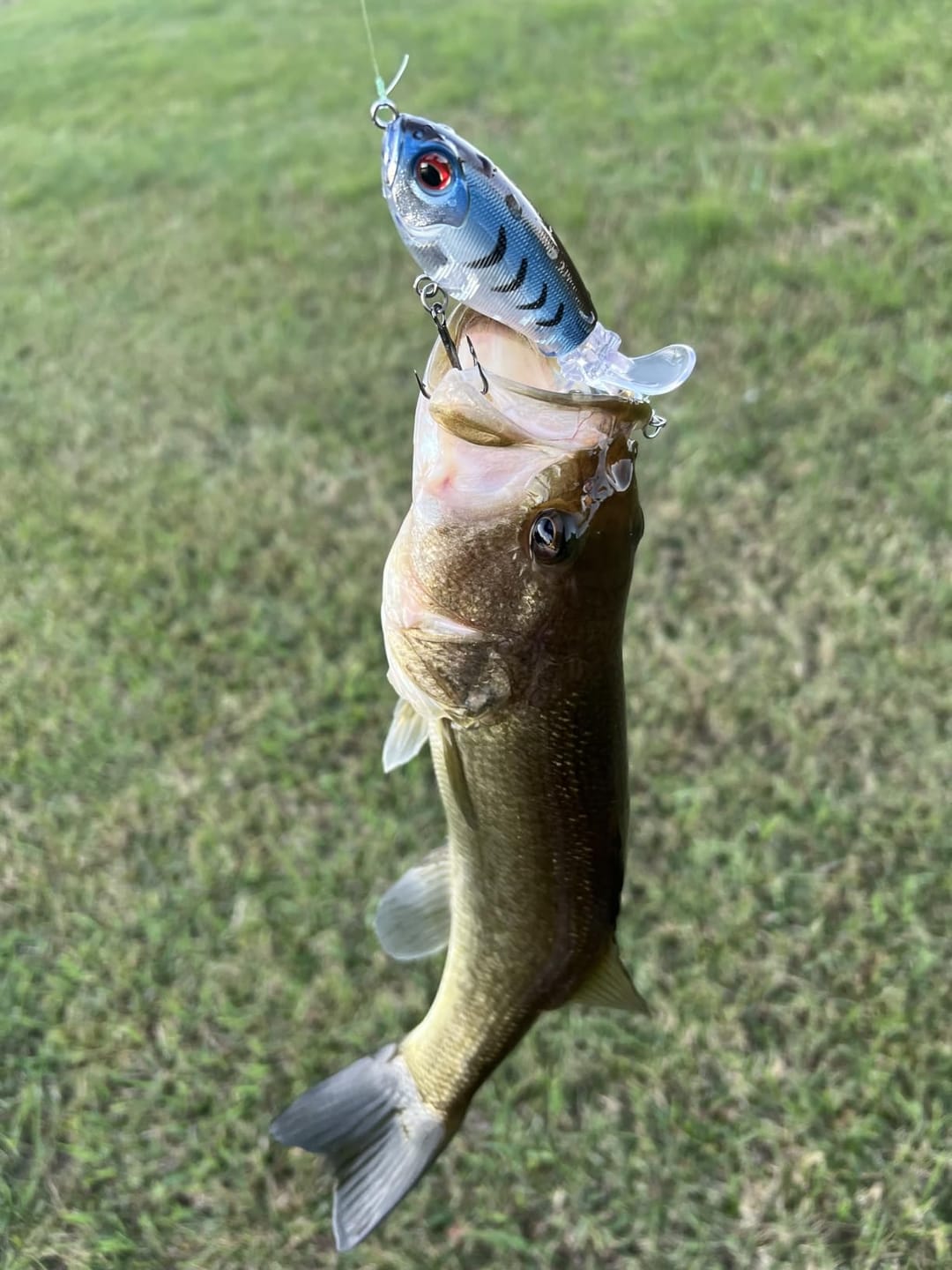 Customer photo review of PoPobait Topwater Bass Lure Plopper Lure | Double Blade