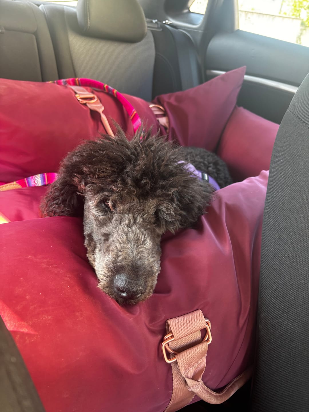Customer photo review of Travel Dog Pod - Rosewood