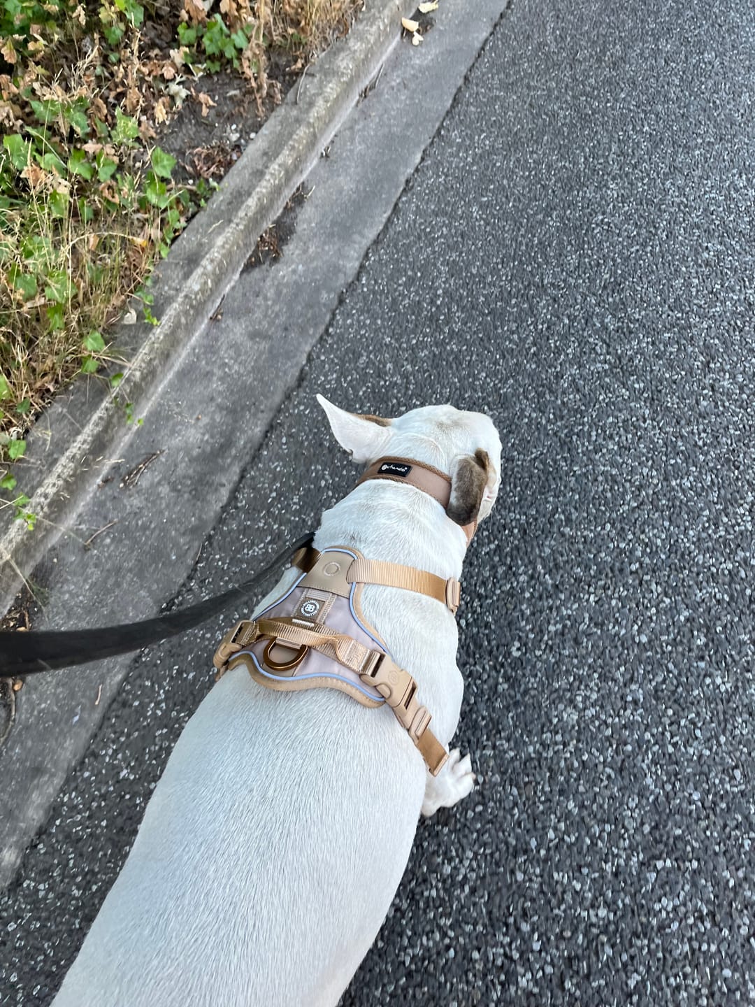 Customer photo review of Anti Pull Hurricane Harness Lighter | With Handle - Tan X Tan