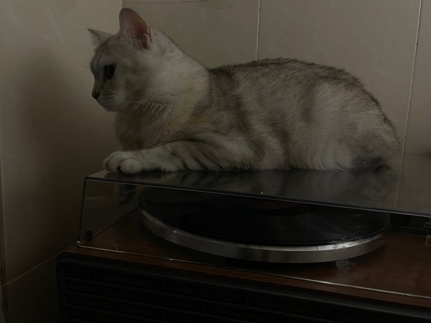 Customer photo review of XJ-H02 All-in-One Bluetooth Vinyl Turntable with Stereo Speakers