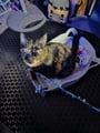 Le chat du client assis dans un panier Instinct, reposant dans un lit en tissu à motifs avec de petites figurines-jouets.