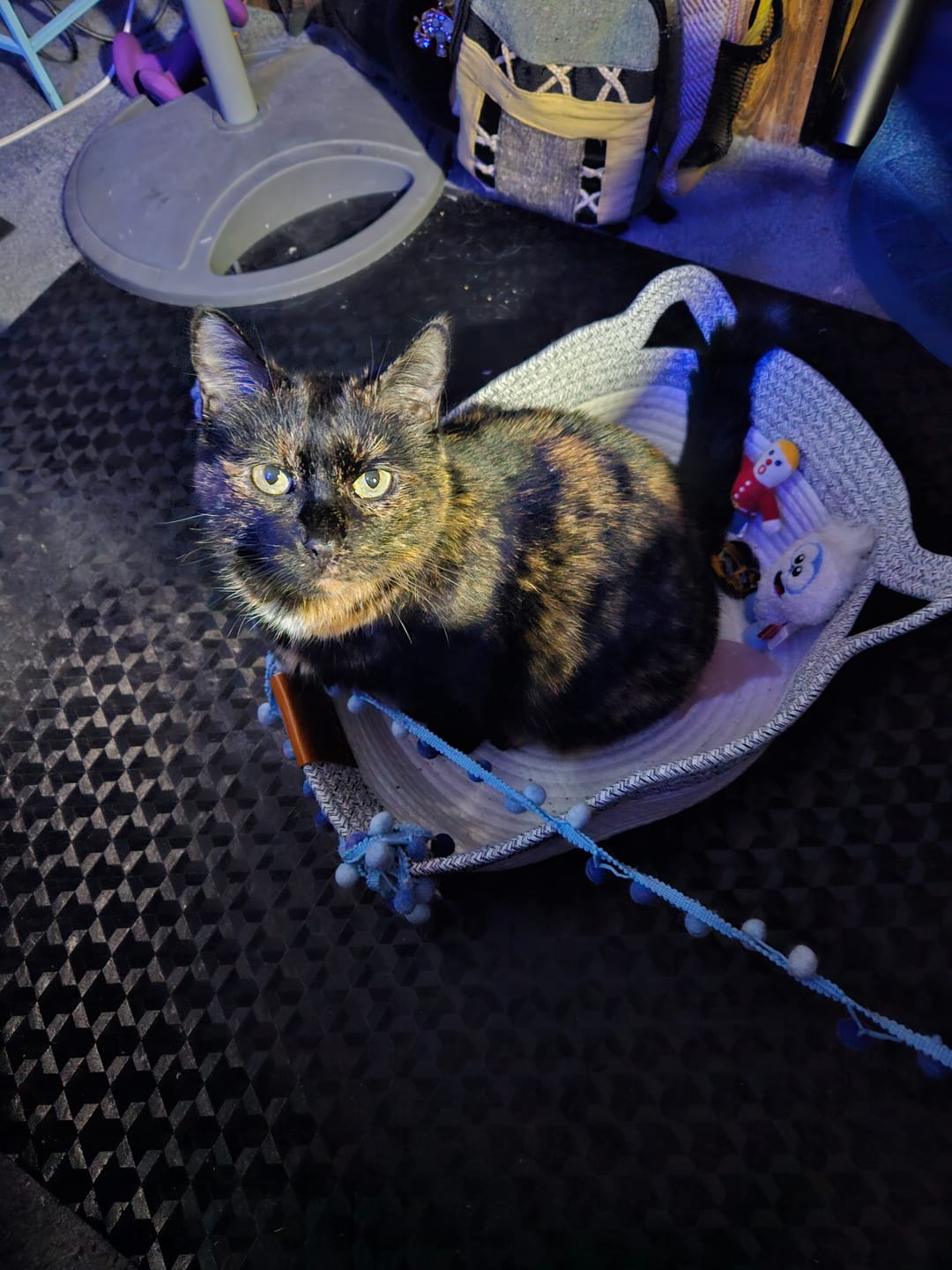 Customer photo review of Instinct Basket | Meet the first research-backed natural territory for indoor cats
