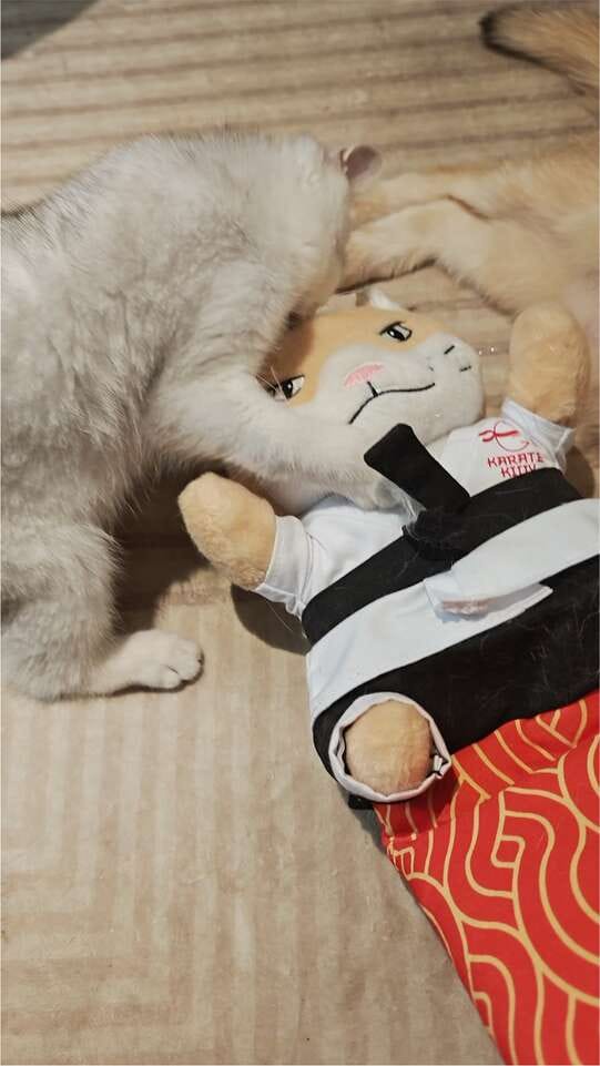 Customer photo review of Peluche Réconfortante pour Chat – Un compagnon doux au quotidien