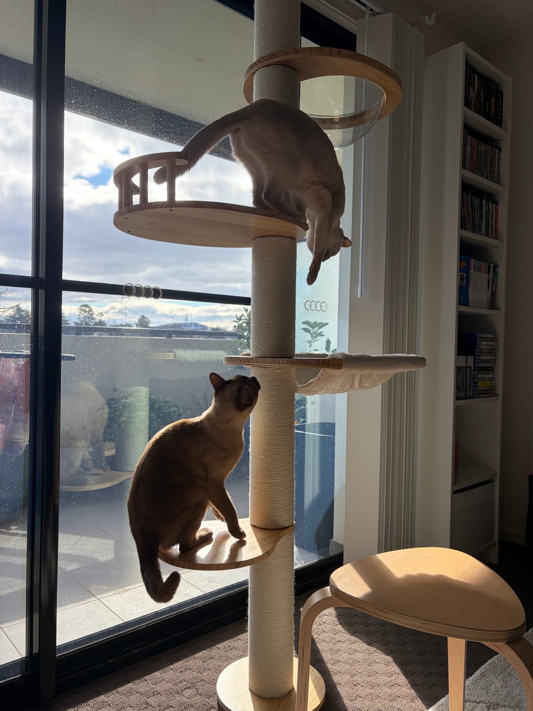 Customer photo review of Solid Wood Adjustable Ceiling-Mounted Cat Tower - Style B