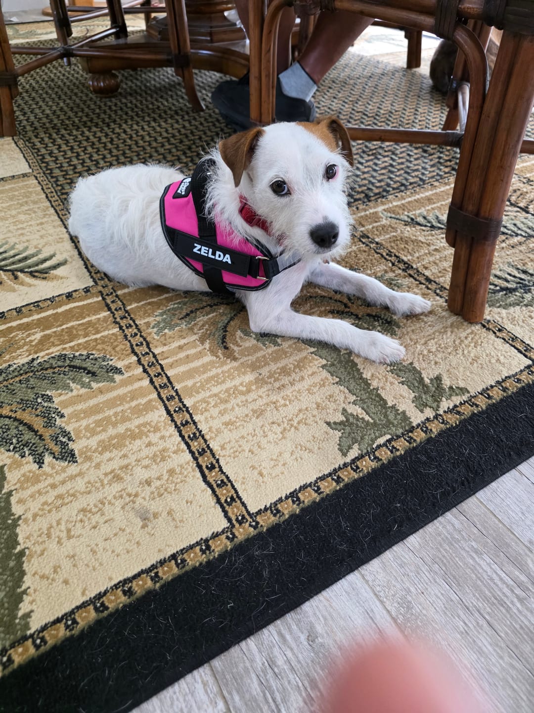 Customer photo review of Personalized Dog Harness