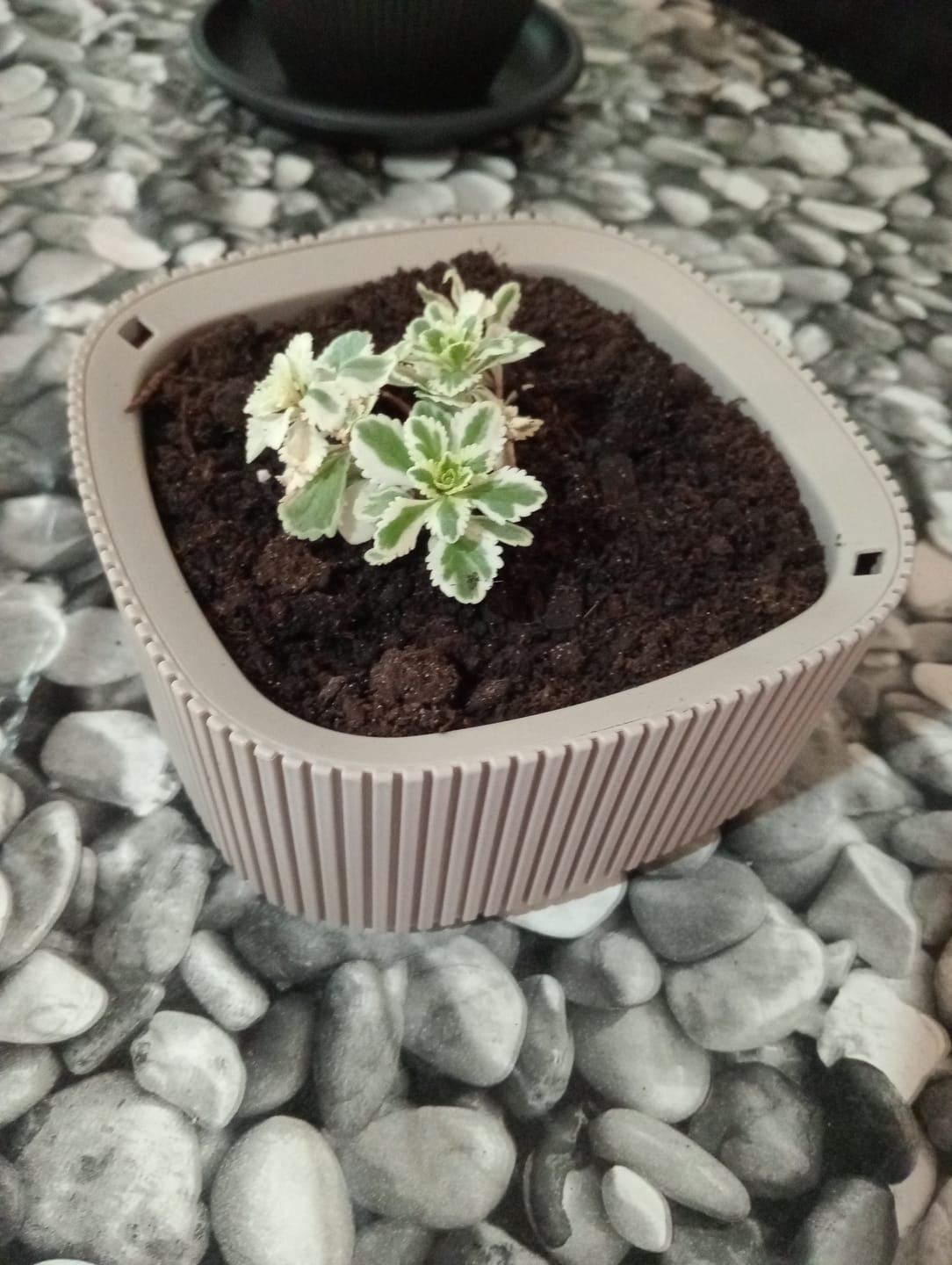 Customer photo review of Sedum takesimense 'Atlantis'