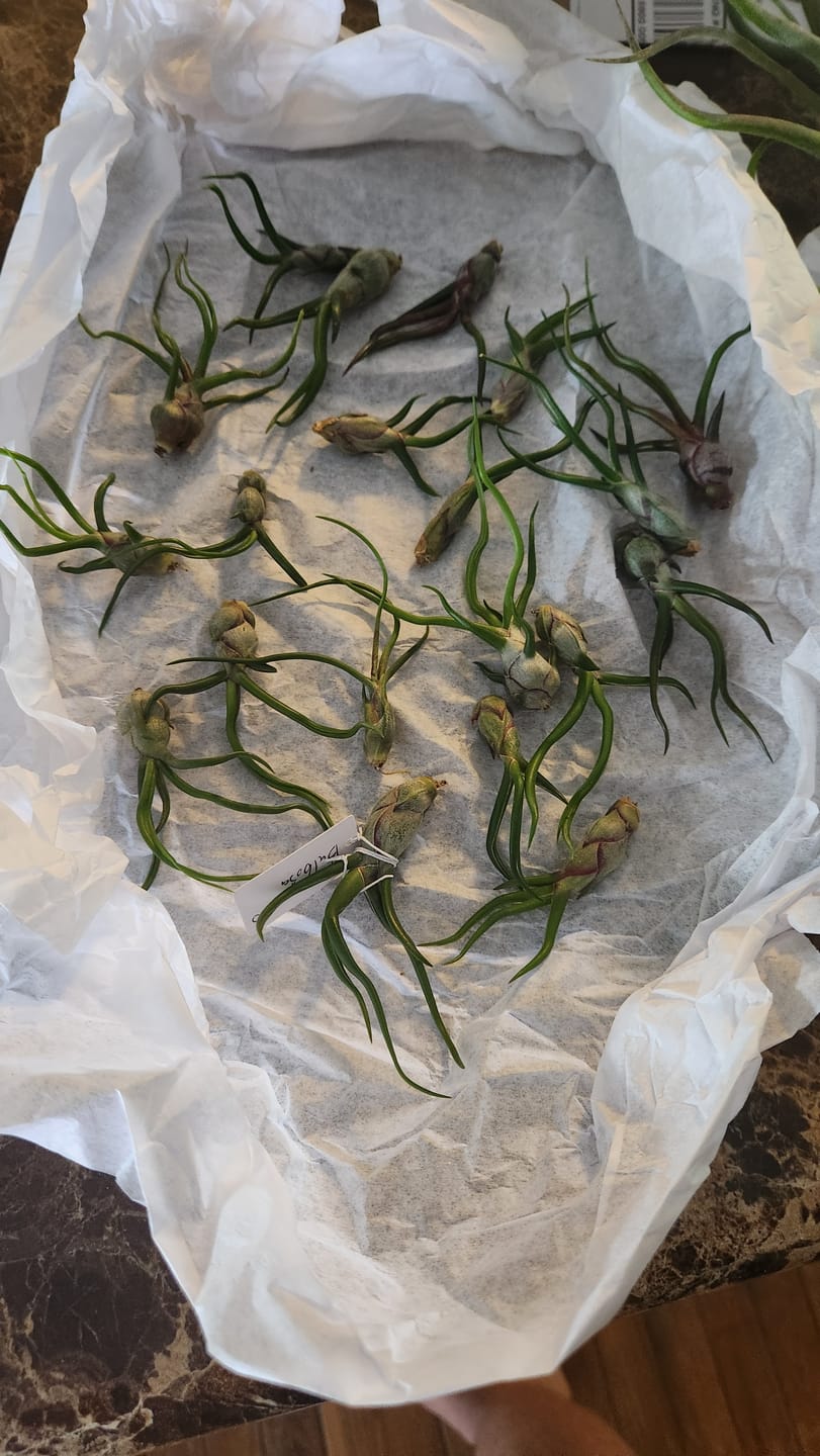 Customer photo review of Wholesale Bulbosa Small  (Minimum Order 5)