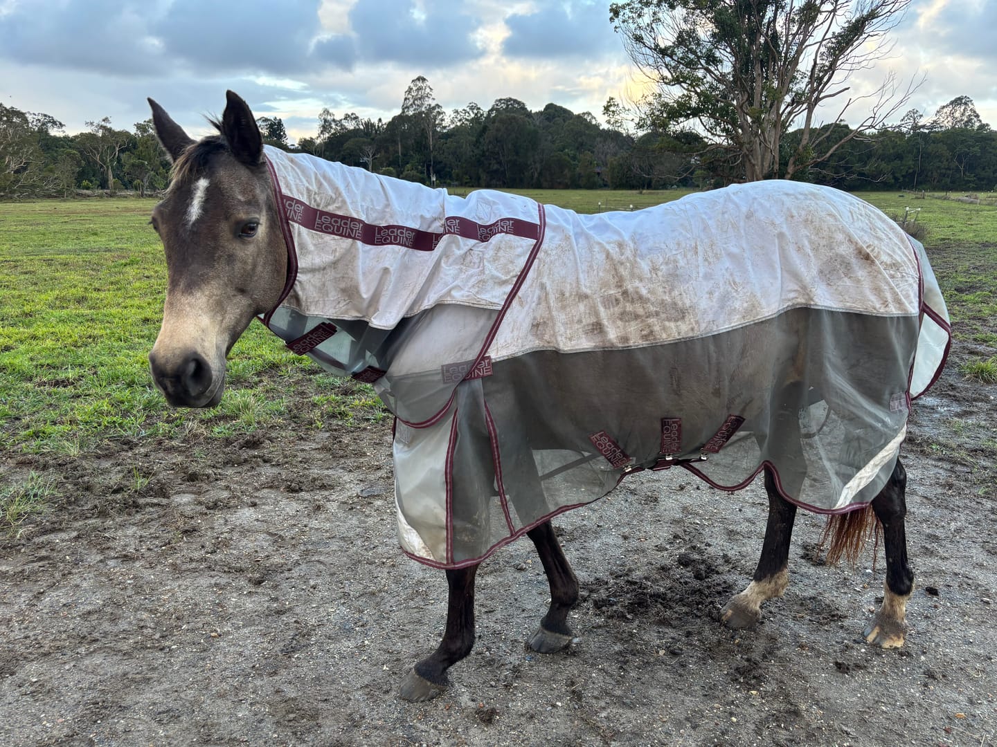 Customer photo review of LE Breeze Summer Sheet with Fieldsafe Front