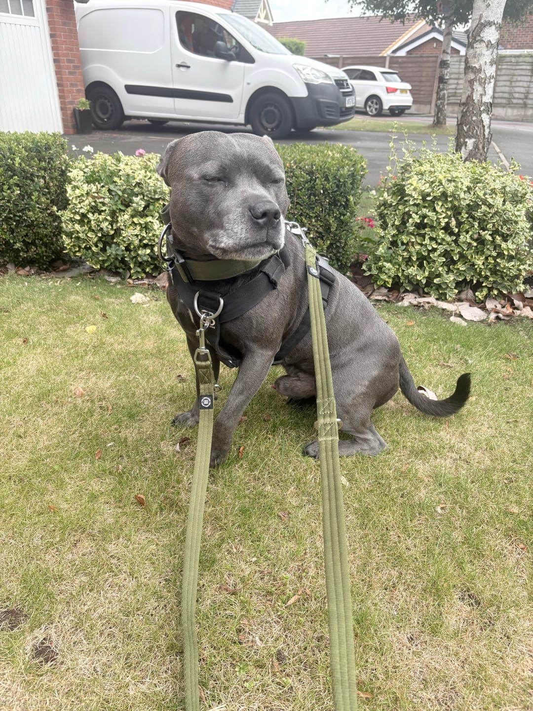 Customer photo review of 5cm Combat® Collar | With Handle & Secure Clip - Khaki