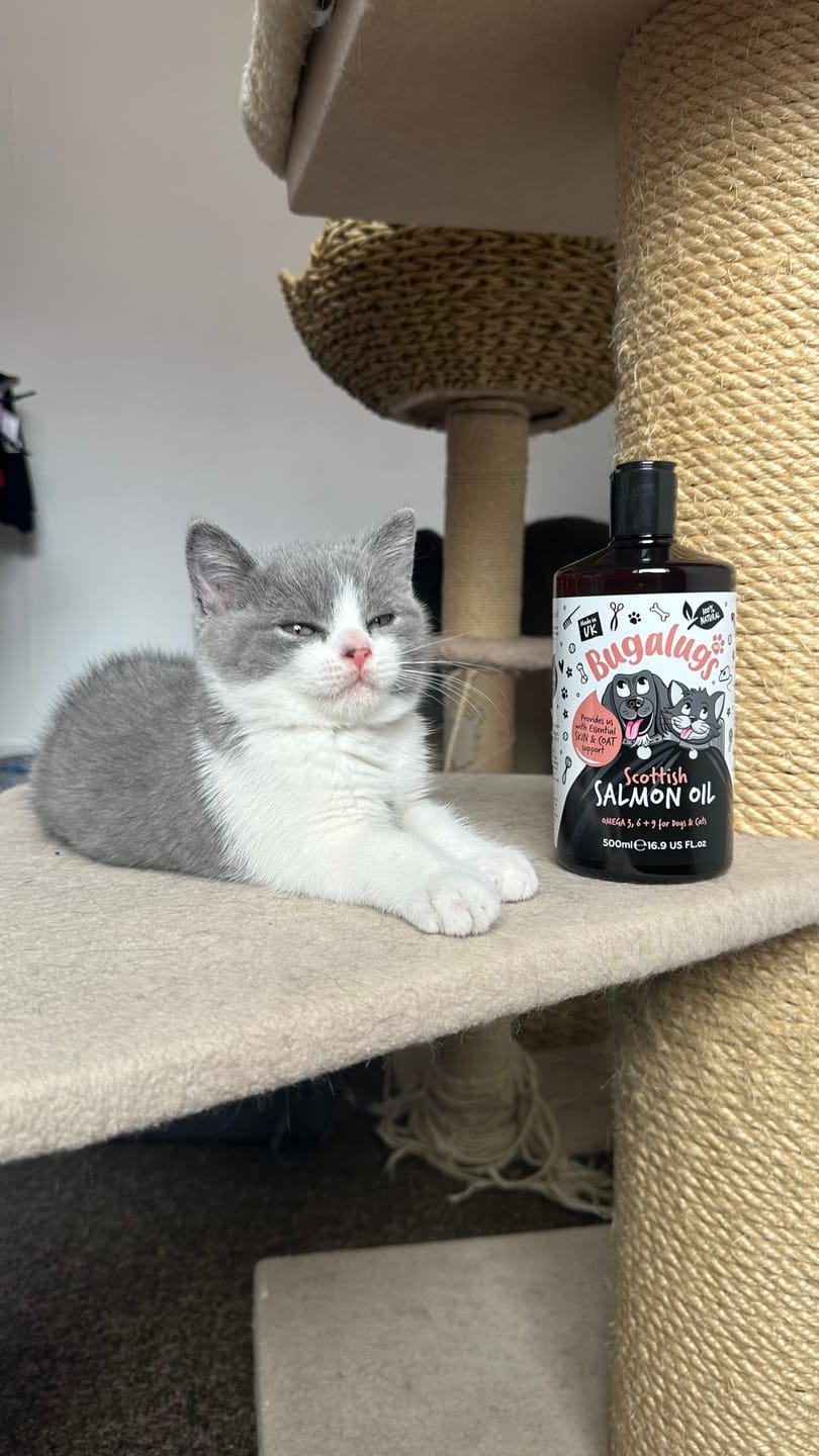 Customer photo review of Scottish Salmon Oil for Dogs & Cats