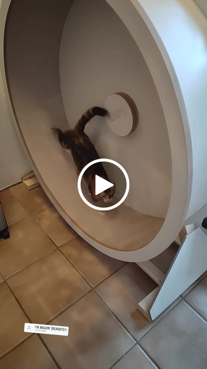 Customer video review of Elmato Katzenlaufrad Rocky Standmodell