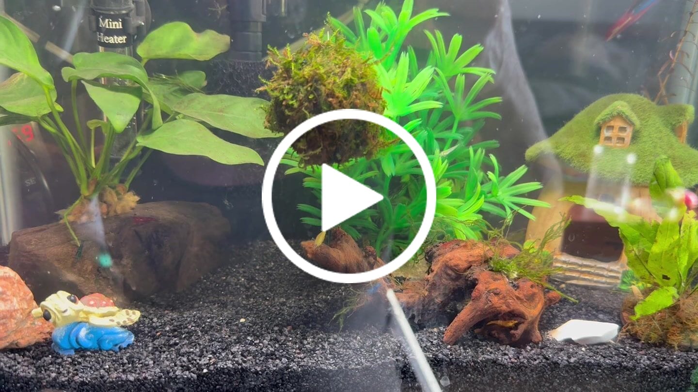 Customer video review of Skittles Shrimp