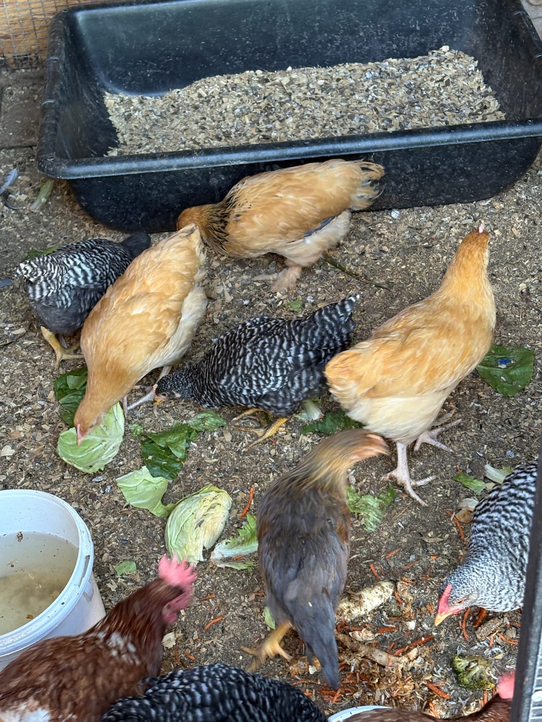 Customer photo review of Nesting Herbs - Control Odors & Keep Coops Mite & Lice-Free