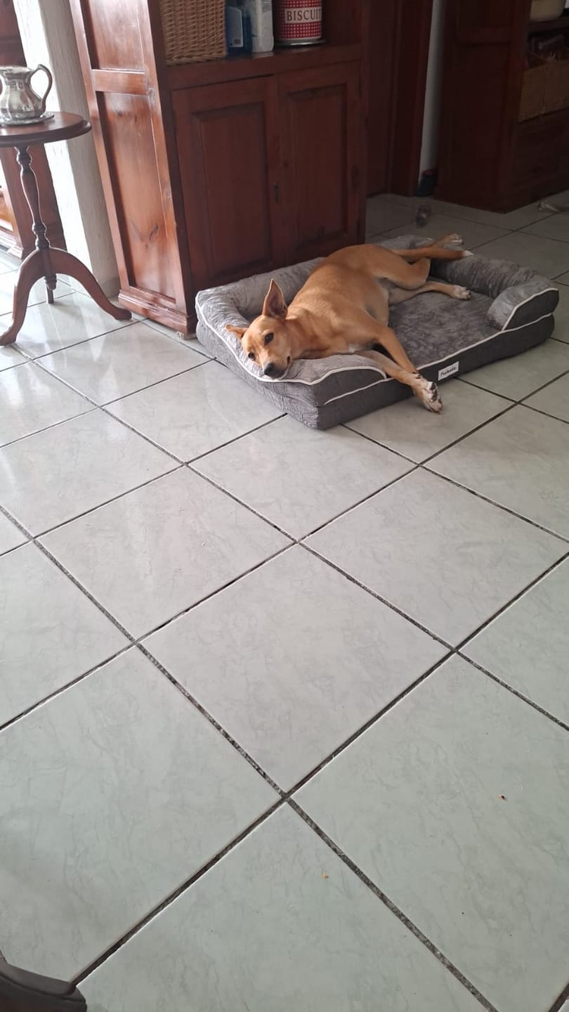 Customer photo review of Cama Ortopédica para Perros