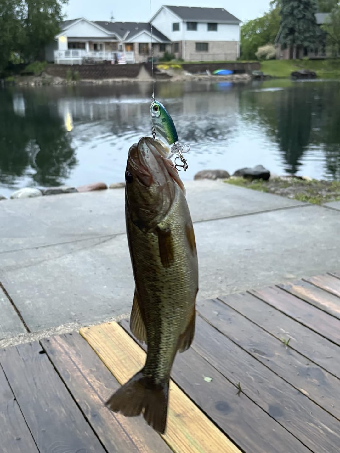 Customer photo review of PoPobait Topwater Bass Lure Plopper Lure | Double Blade