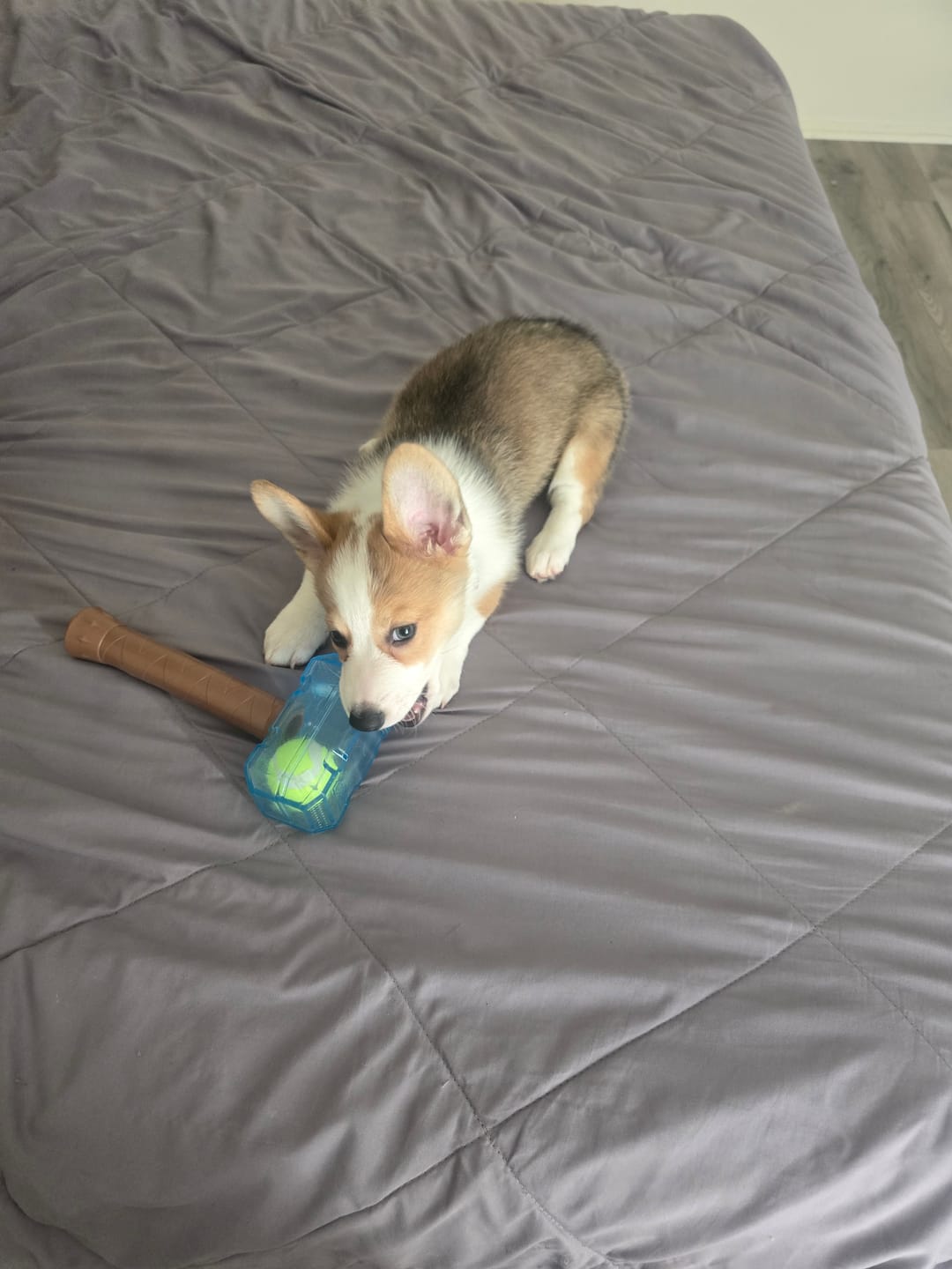 Customer photo review of Squeaky Dog Hammer