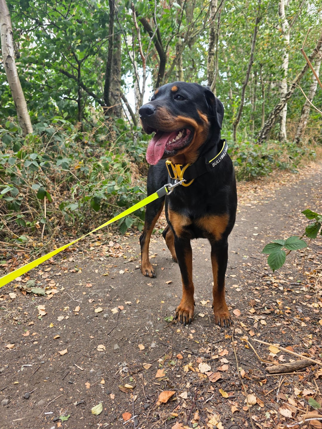 Customer photo review of 5cm Lighter Combat® Collar | With Handle Secure Clip - Black x Yellow