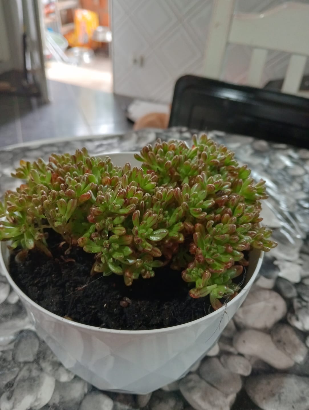Customer photo review of Aeonium sedifolium x spathulatum, extra ramificado