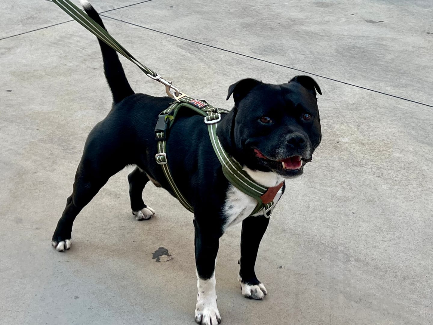 Customer photo review of Staffordshire Bull Terrier 1935® Harness & Leash Set - Green