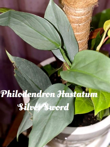 Customer photo review of Philodendron hastatum "Silver Sword"