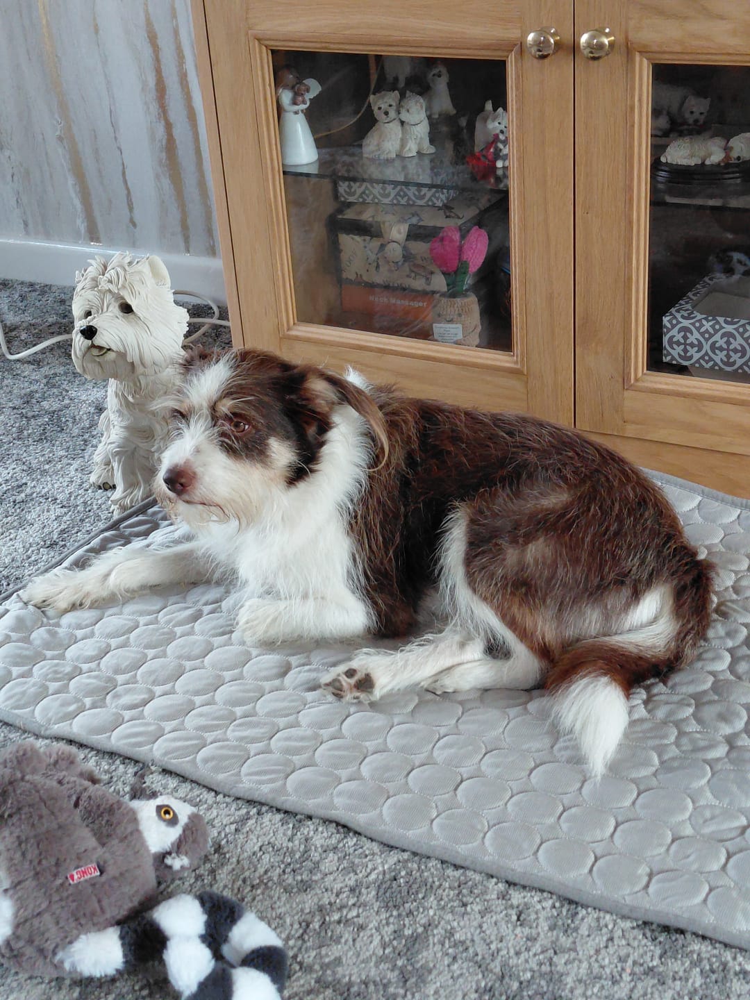 Customer photo review of The Ultimate Cooling Pet Mat