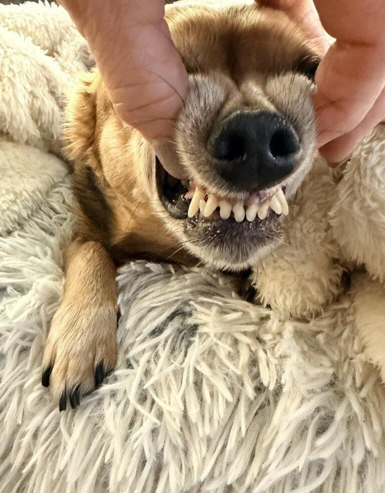 Customer photo review of Nettoyeur Dentaire Ultrasonique pour chien – Une bouche plus saine
