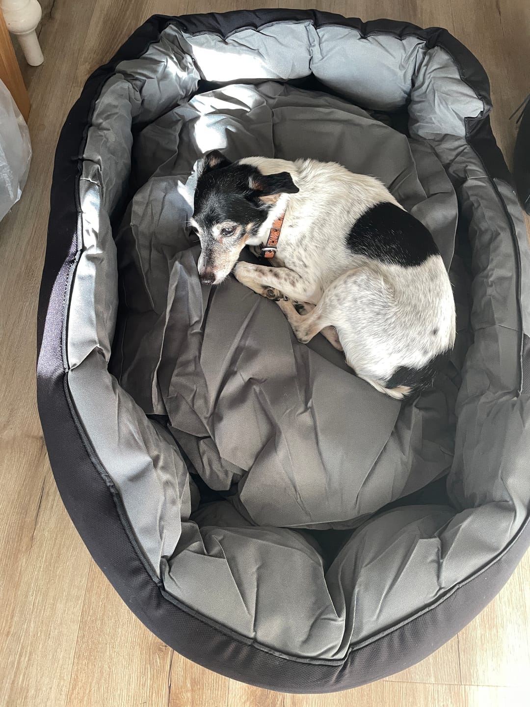 Customer photo review of Outdoor Waterproof Heavy Duty Dog Bed