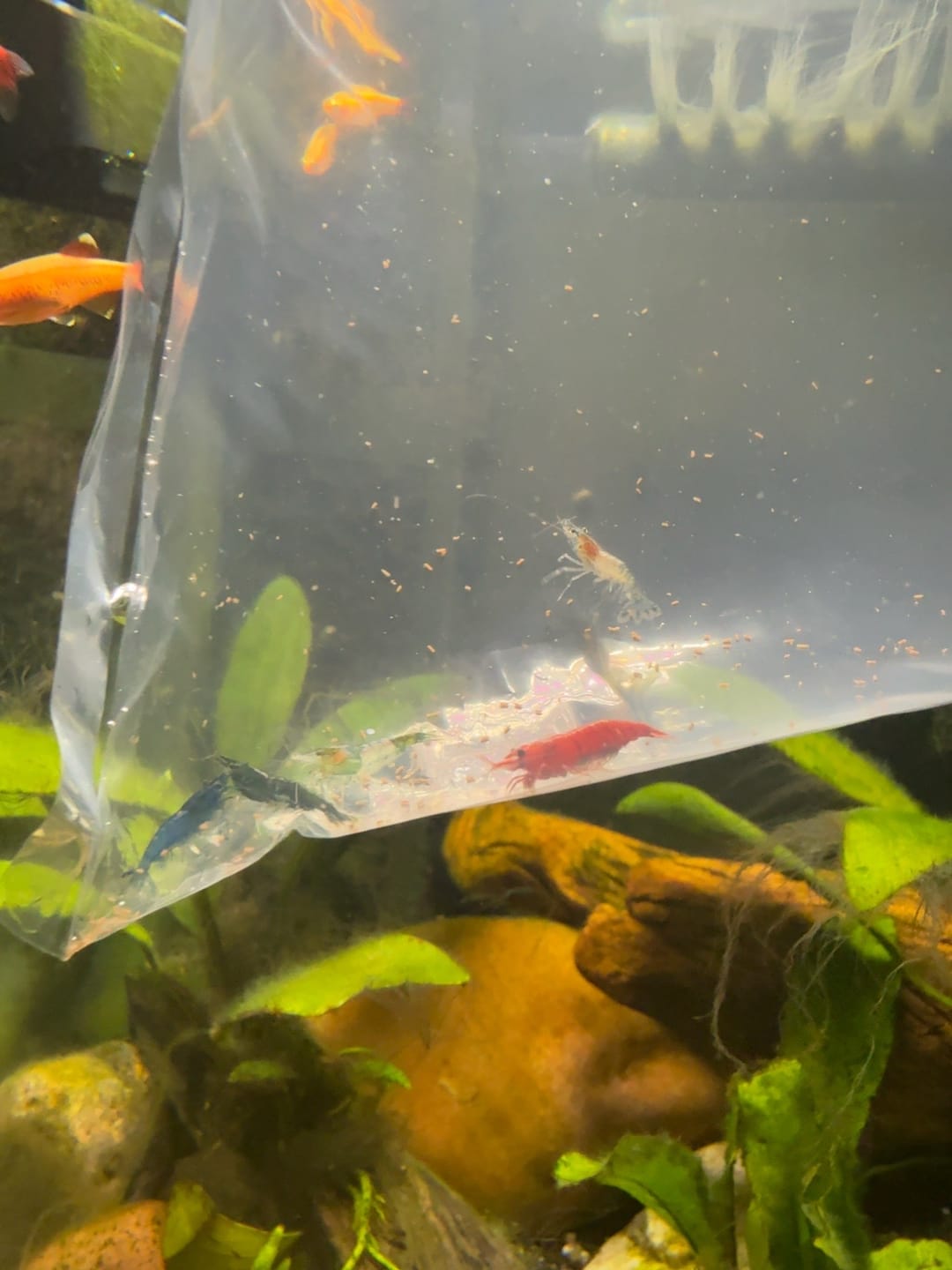 Customer photo review of Skittles Shrimp