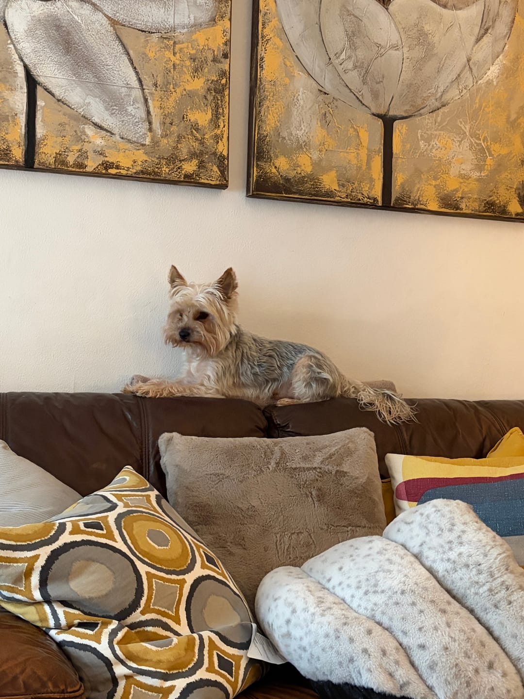 Customer photo review of BIO-COLLAR™ - 8 Months Natural Flea & Tick Protection