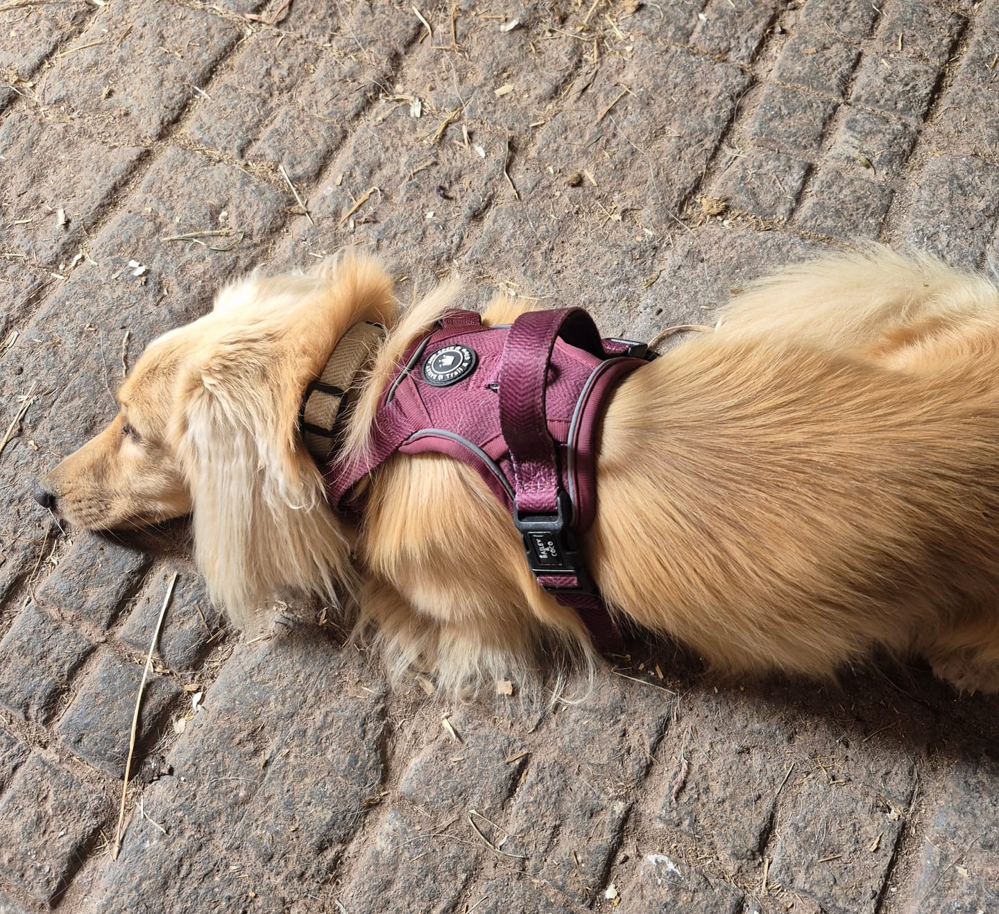 Customer photo review of Mulberry Tweed Trail & Glow Dog Harness, Lead & Collar Bundle