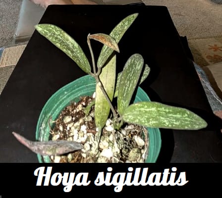 Customer photo review of Hoya sigillatis