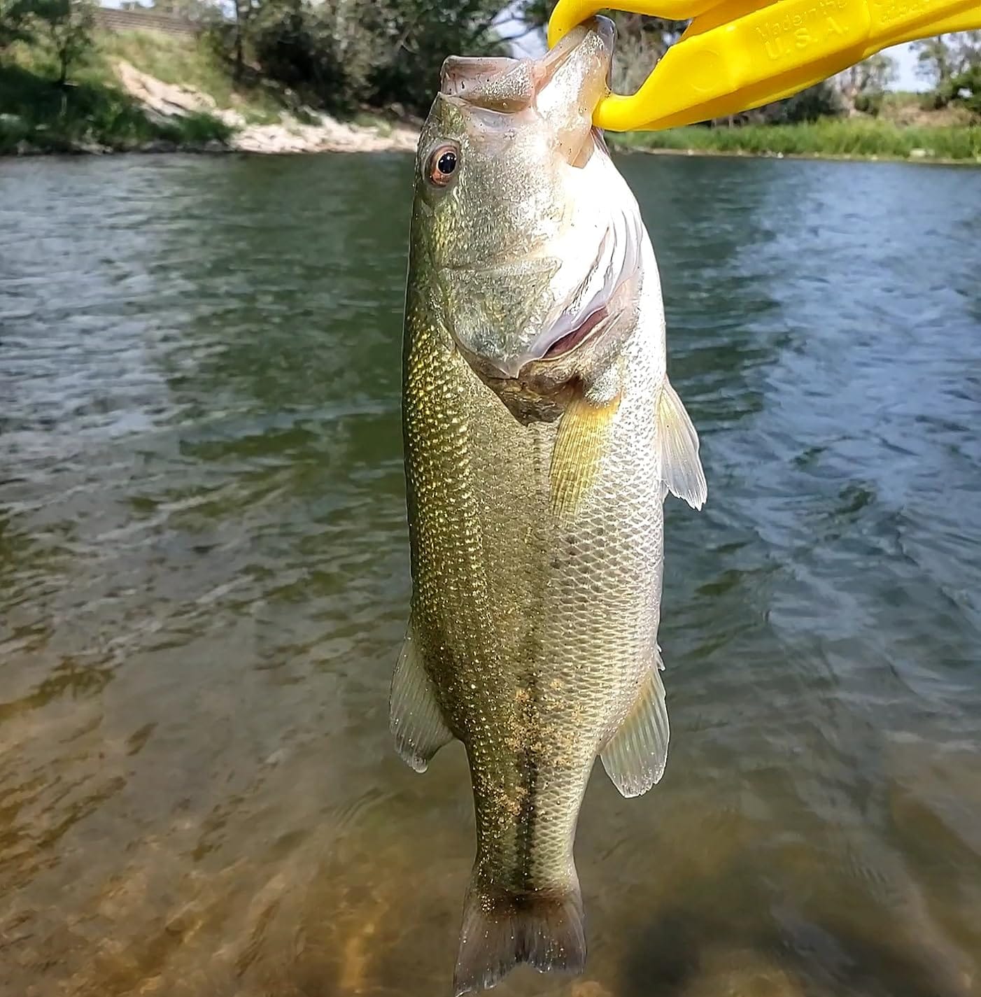 Customer photo review of PoPobait Topwater Bass Lure Plopper Lure | Double Blade