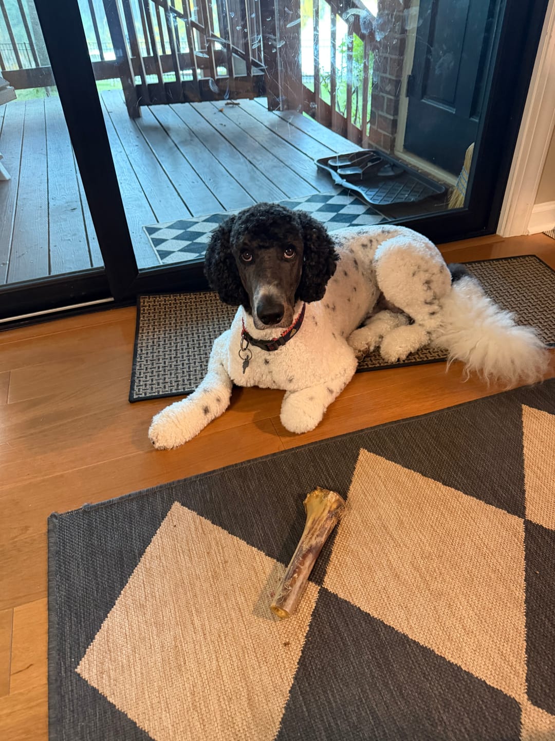 Customer photo review of Power Chewer Large Box — 12 Ostrich Treats for Serious Chewers