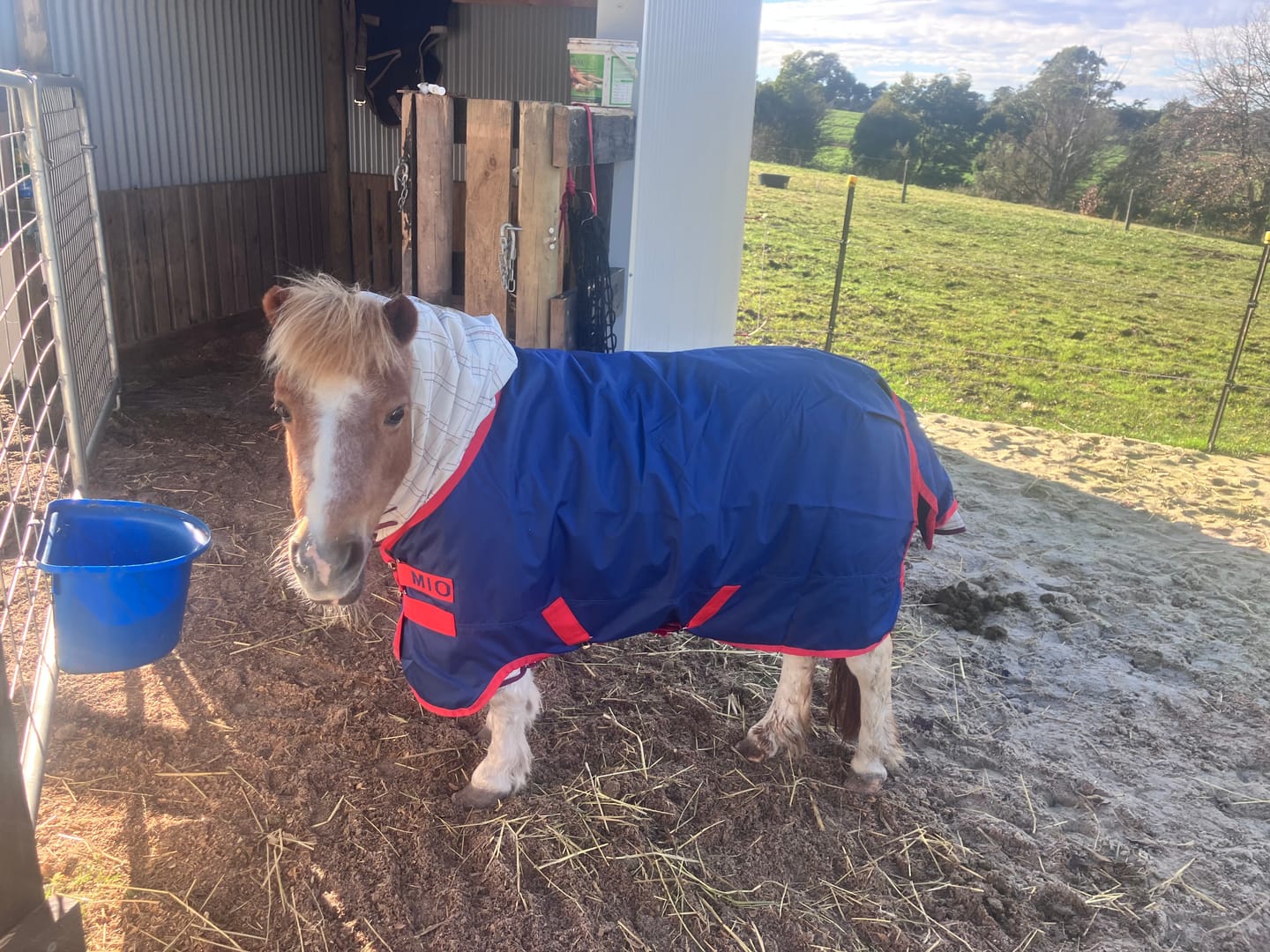 Customer photo review of Mio Lite Turnout