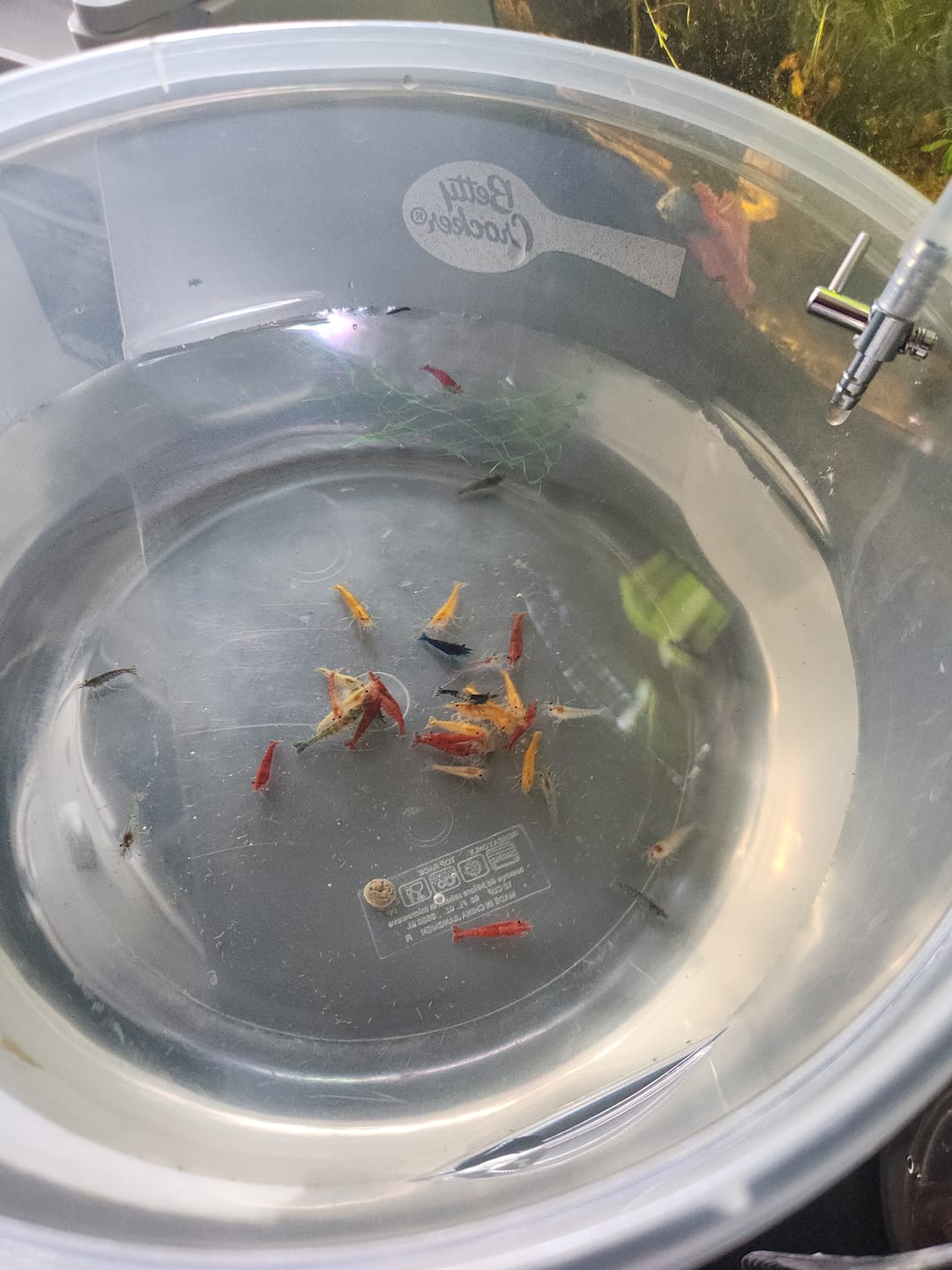 Customer photo review of Skittles Shrimp