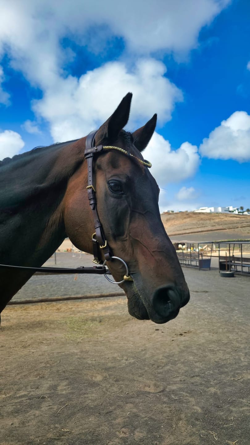 Customer photo review of Coco bridle