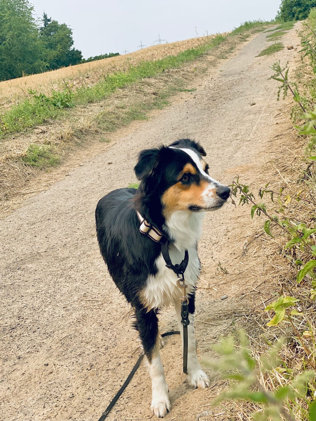 Customer photo review of Martingale Black Edition Beige - Brett fodrat halsband halvstryp