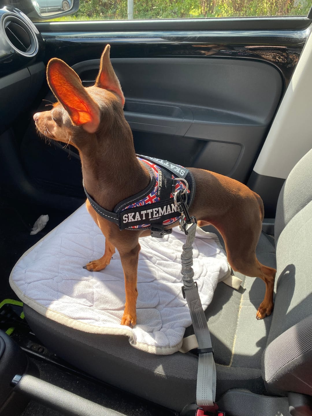 Customer photo review of Justerbar sikkerhedsline til bilen
