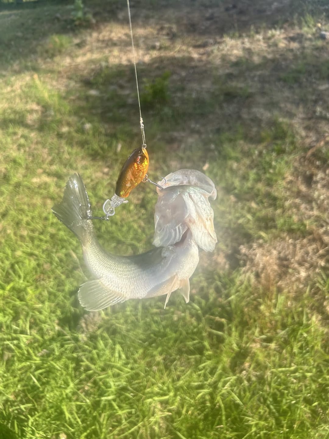 Customer photo review of PoPobait Topwater Bass Lure Plopper Lure | Double Blade