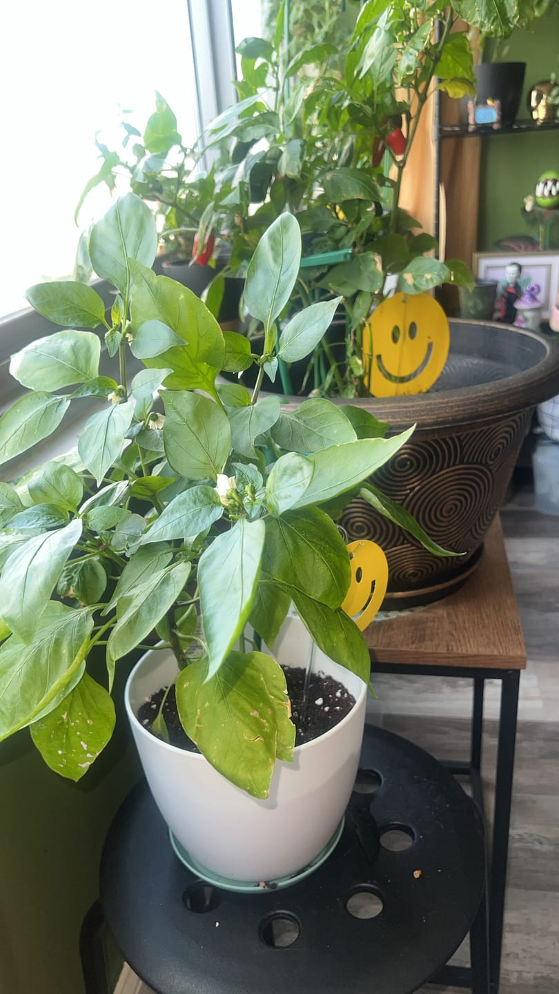 Customer photo review of Killer Smiles