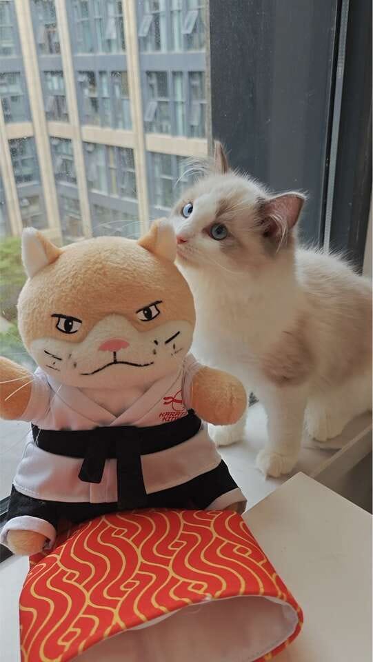 Customer photo review of Peluche Réconfortante pour Chat – Un compagnon doux au quotidien