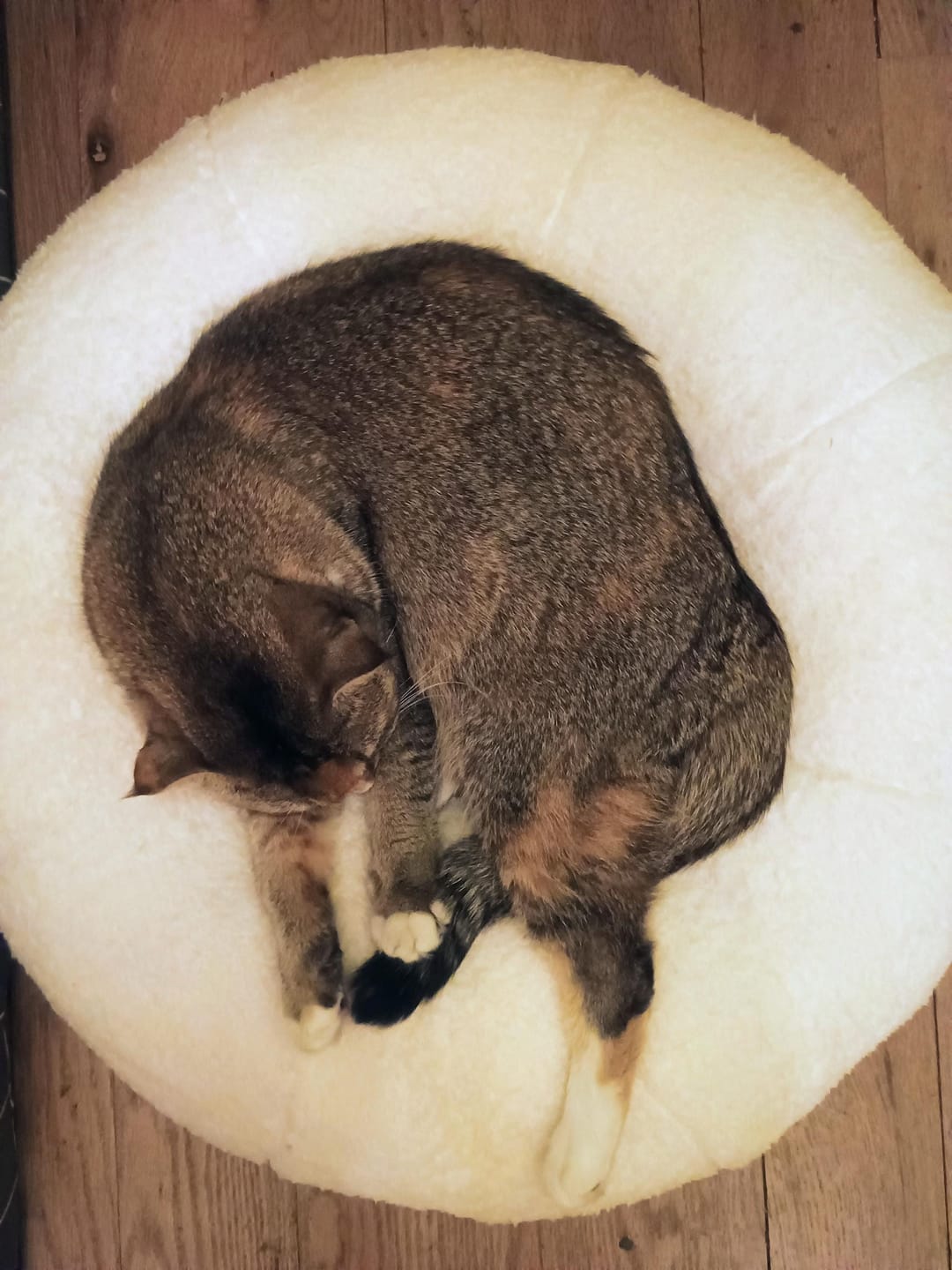 Customer photo review of Marshmallow Pudding Bed