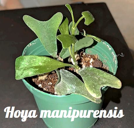 Customer photo review of Hoya manipurensis