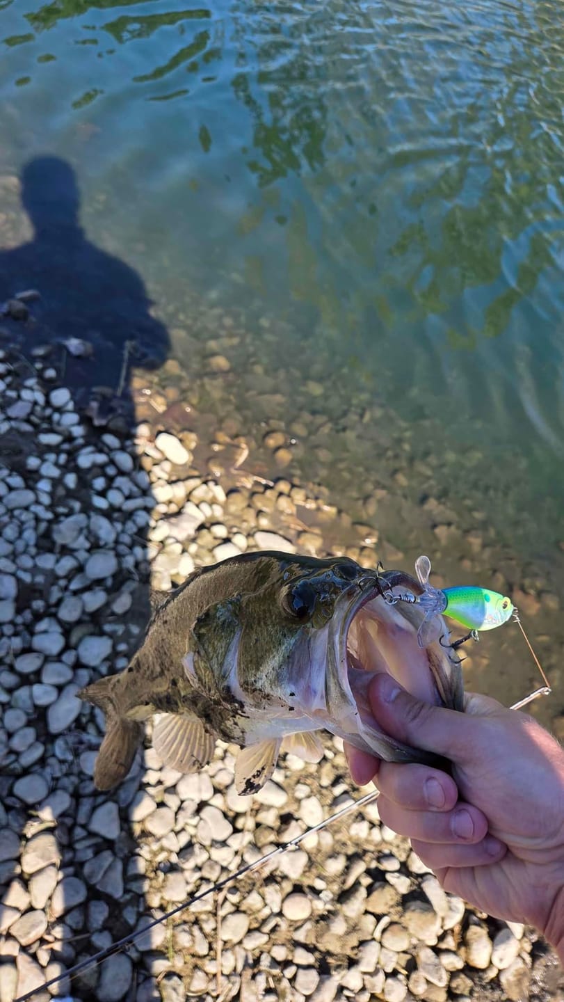 Customer photo review of PoPobait Topwater Bass Lure Plopper Lure | Double Blade